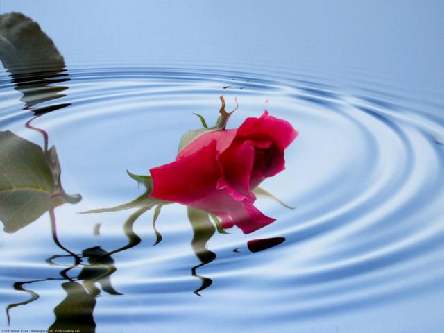 розы на воде
